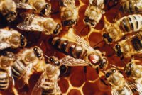 Faszination Bienenstaat - in der Mitte die Königin